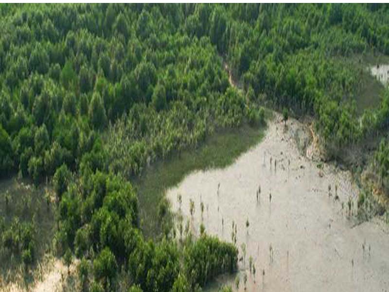 The Flipkart Foundation and the SankalpTaru Foundation work together to revitalize the Sundarbans’ mangrove ecology.